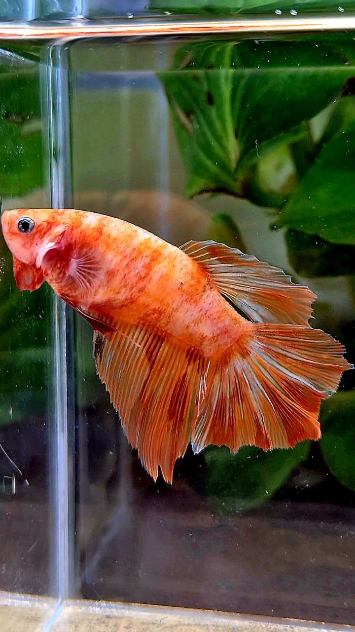 FEMALE HALFMOON LEOPARD FIRE MARBLE BETTA FISH