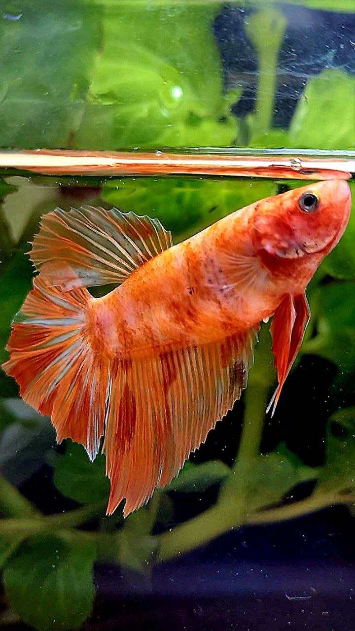 FEMALE HALFMOON LEOPARD FIRE MARBLE BETTA FISH