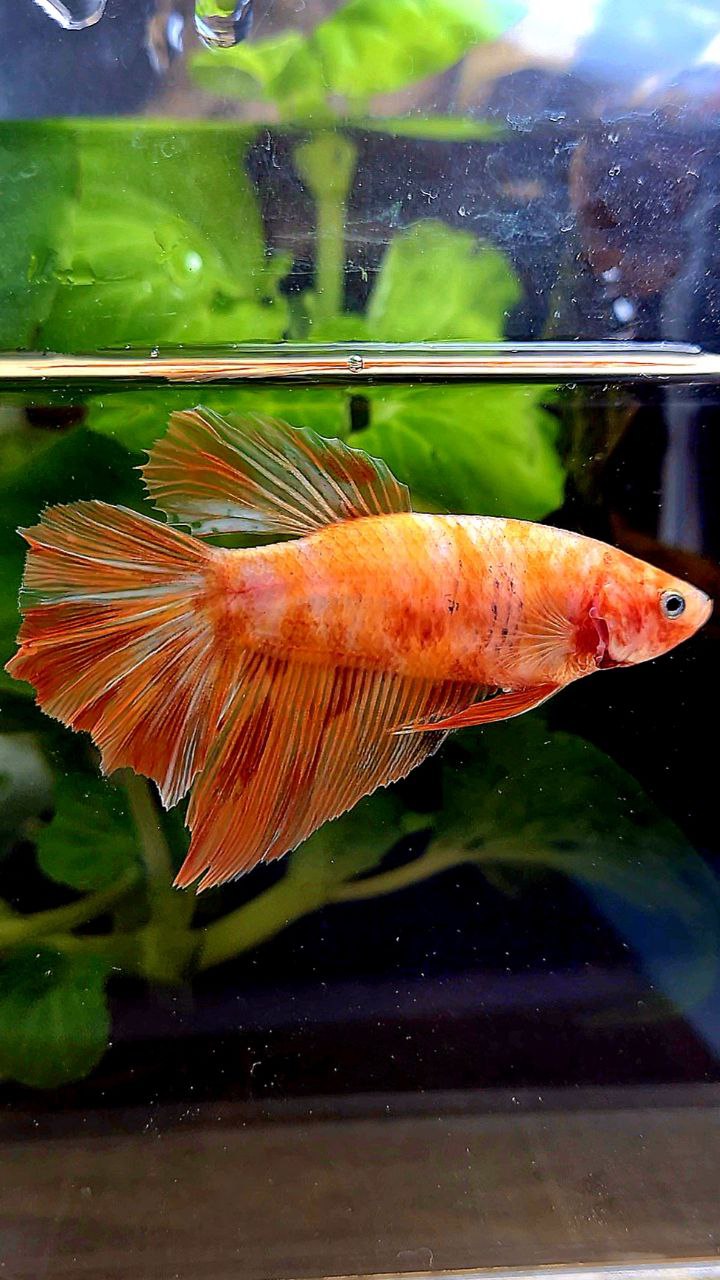 FEMALE HALFMOON LEOPARD FIRE MARBLE BETTA FISH