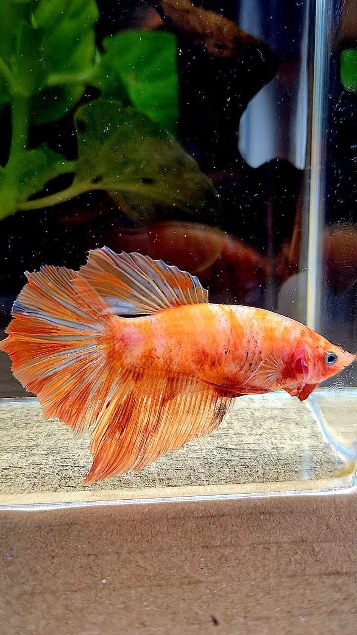 FEMALE HALFMOON LEOPARD FIRE MARBLE BETTA FISH