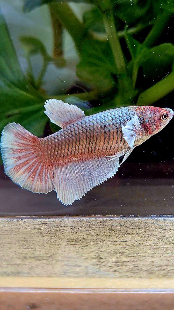 FEMALE HALFMOON BIG EAR COPPER BETTA FISH
