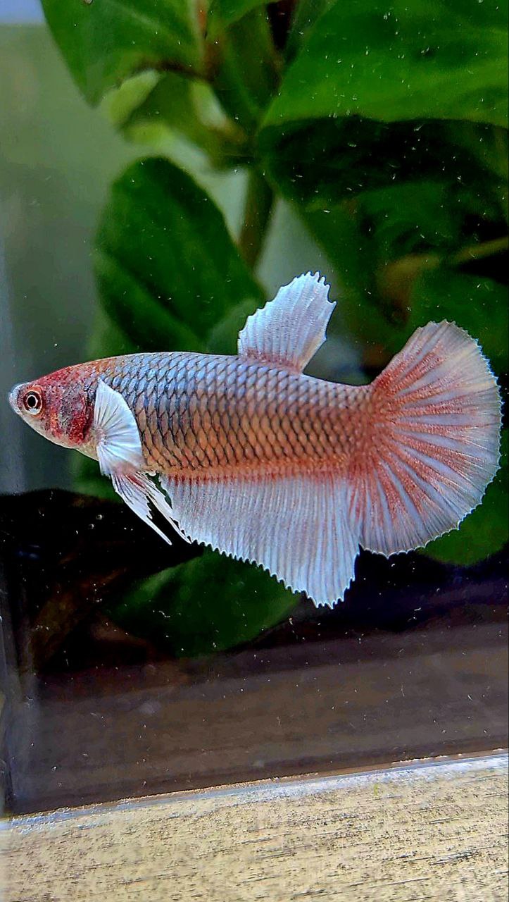 FEMALE HALFMOON BIG EAR COPPER BETTA FISH