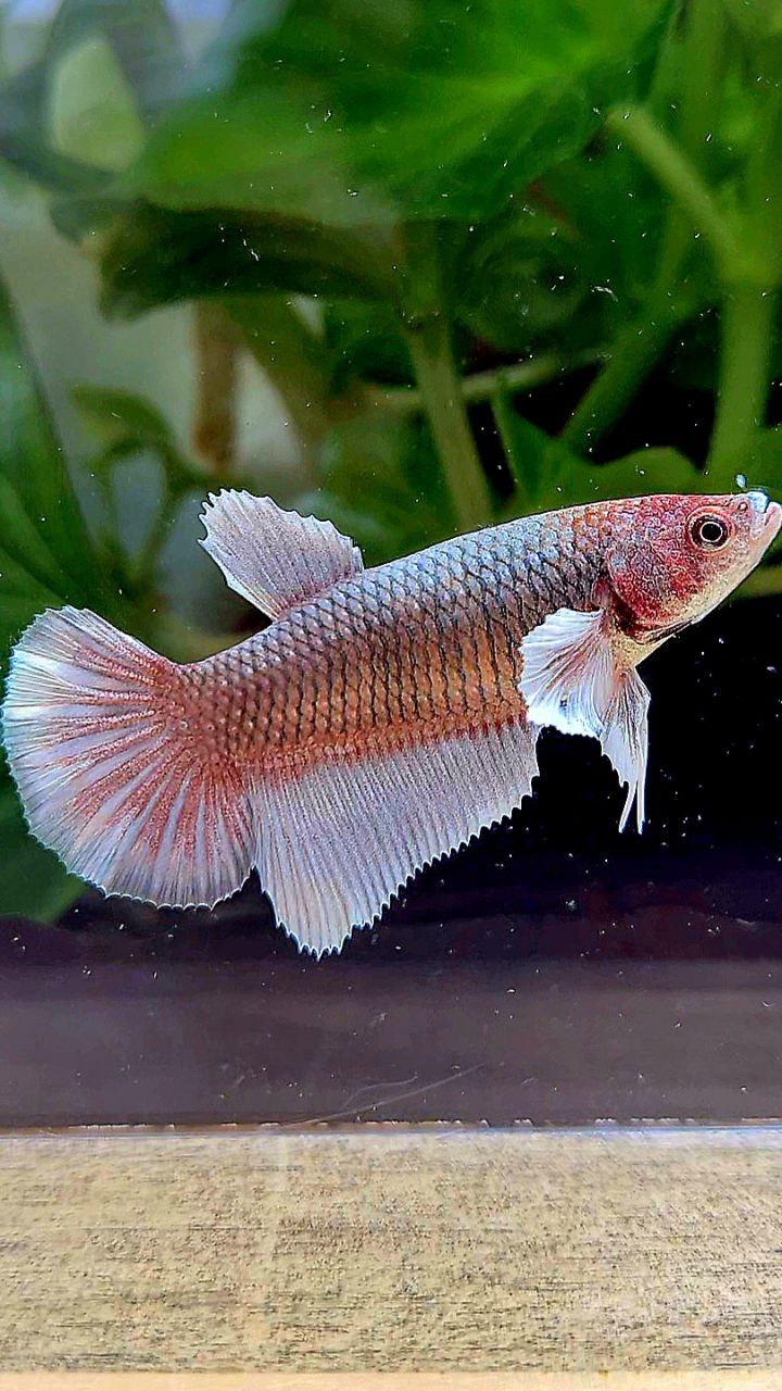 FEMALE HALFMOON BIG EAR COPPER BETTA FISH