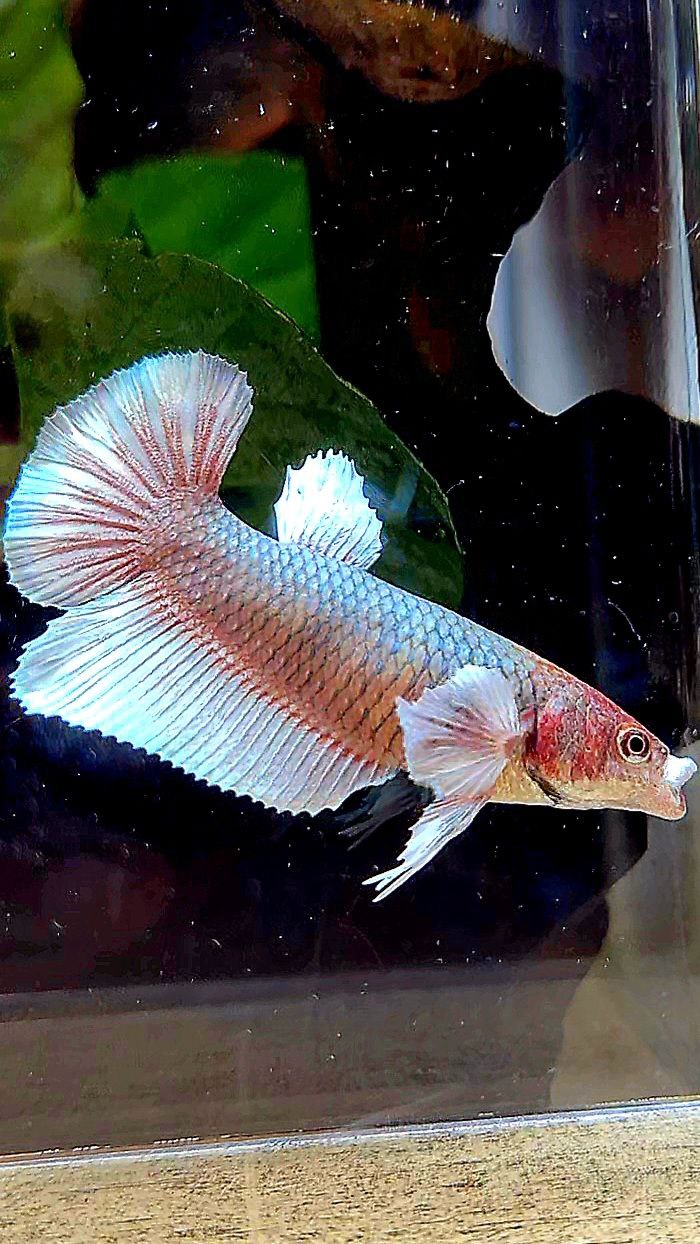 FEMALE HALFMOON BIG EAR COPPER BETTA FISH