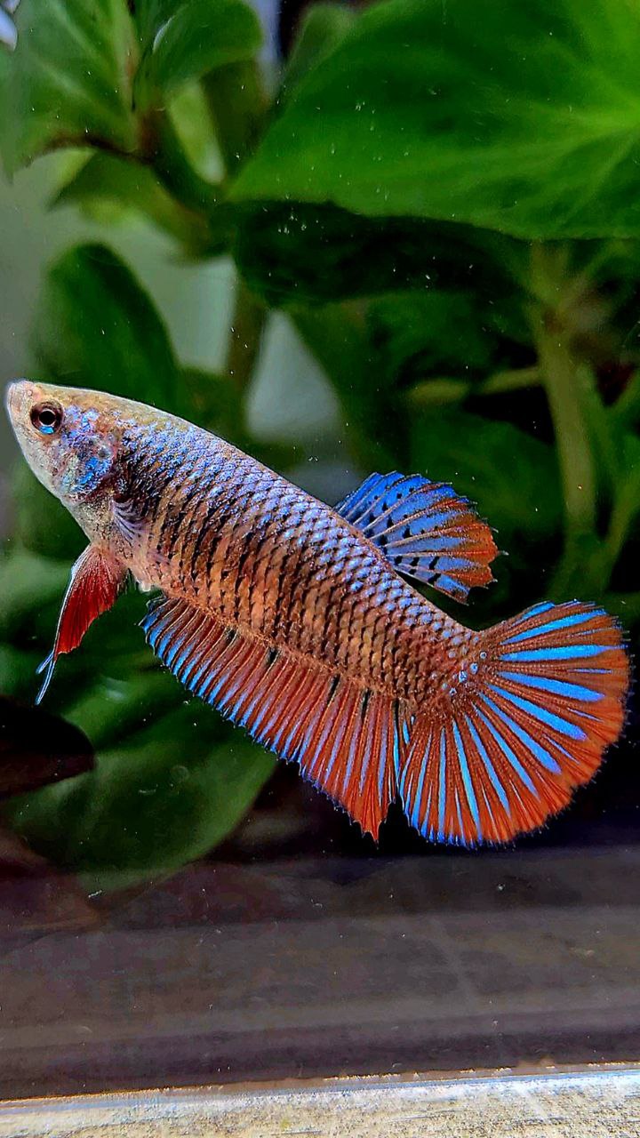 FEMALE PLAKAT SMARAGDINA HYBRID WILD BETTA FISH
