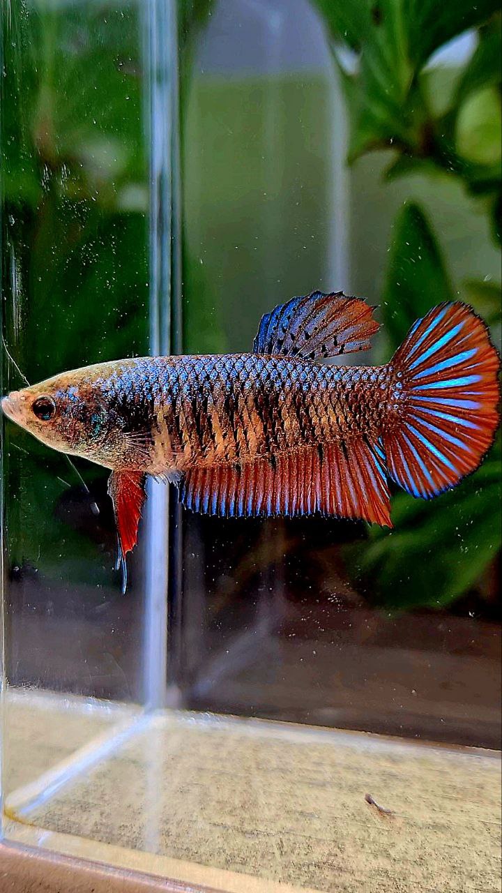 FEMALE PLAKAT SMARAGDINA HYBRID WILD BETTA FISH