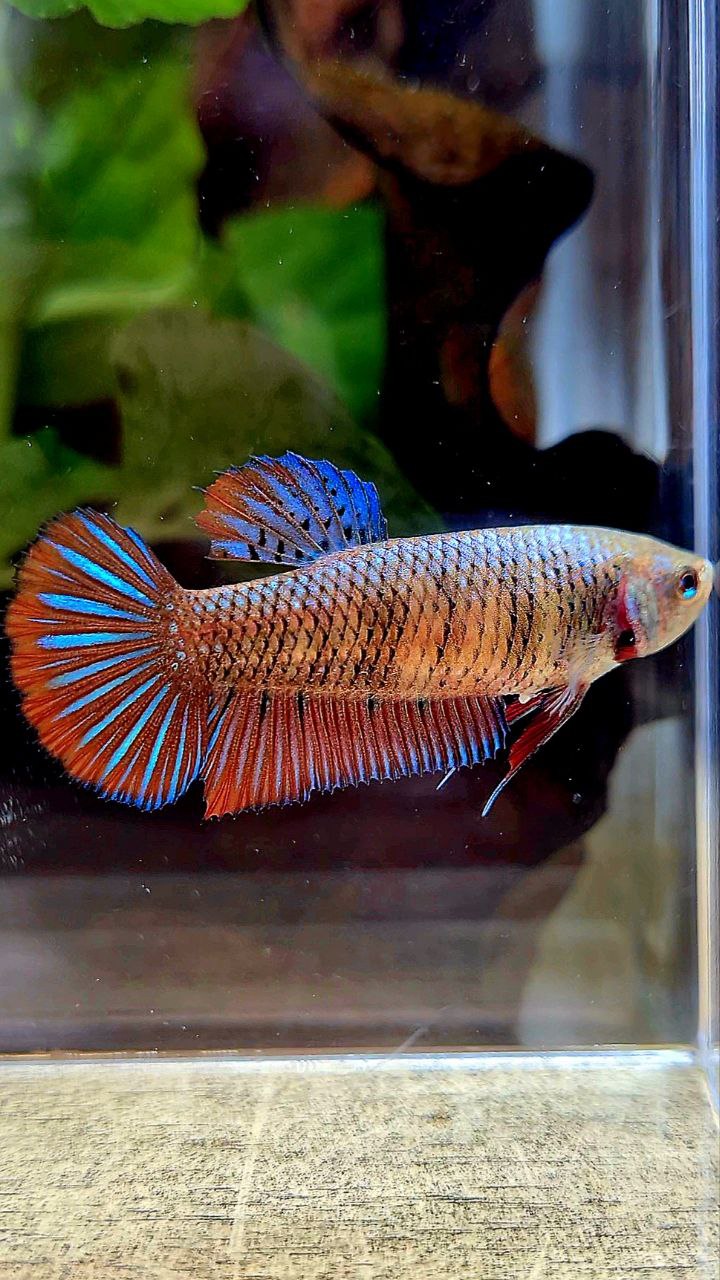 FEMALE PLAKAT SMARAGDINA HYBRID WILD BETTA FISH