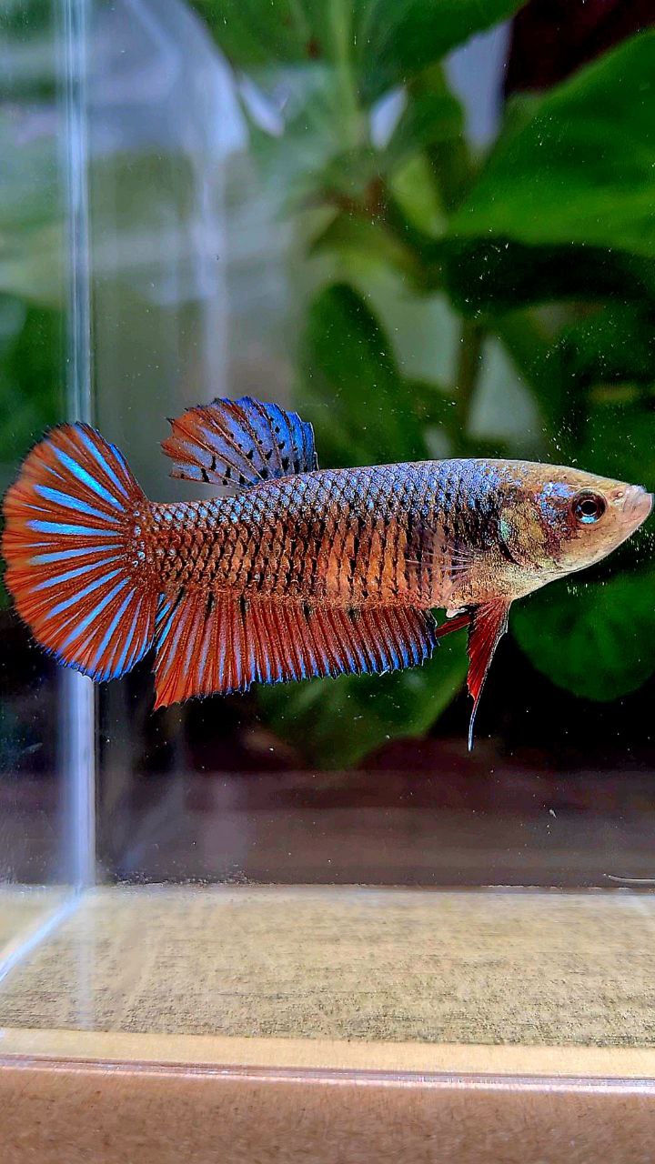 FEMALE PLAKAT SMARAGDINA HYBRID WILD BETTA FISH