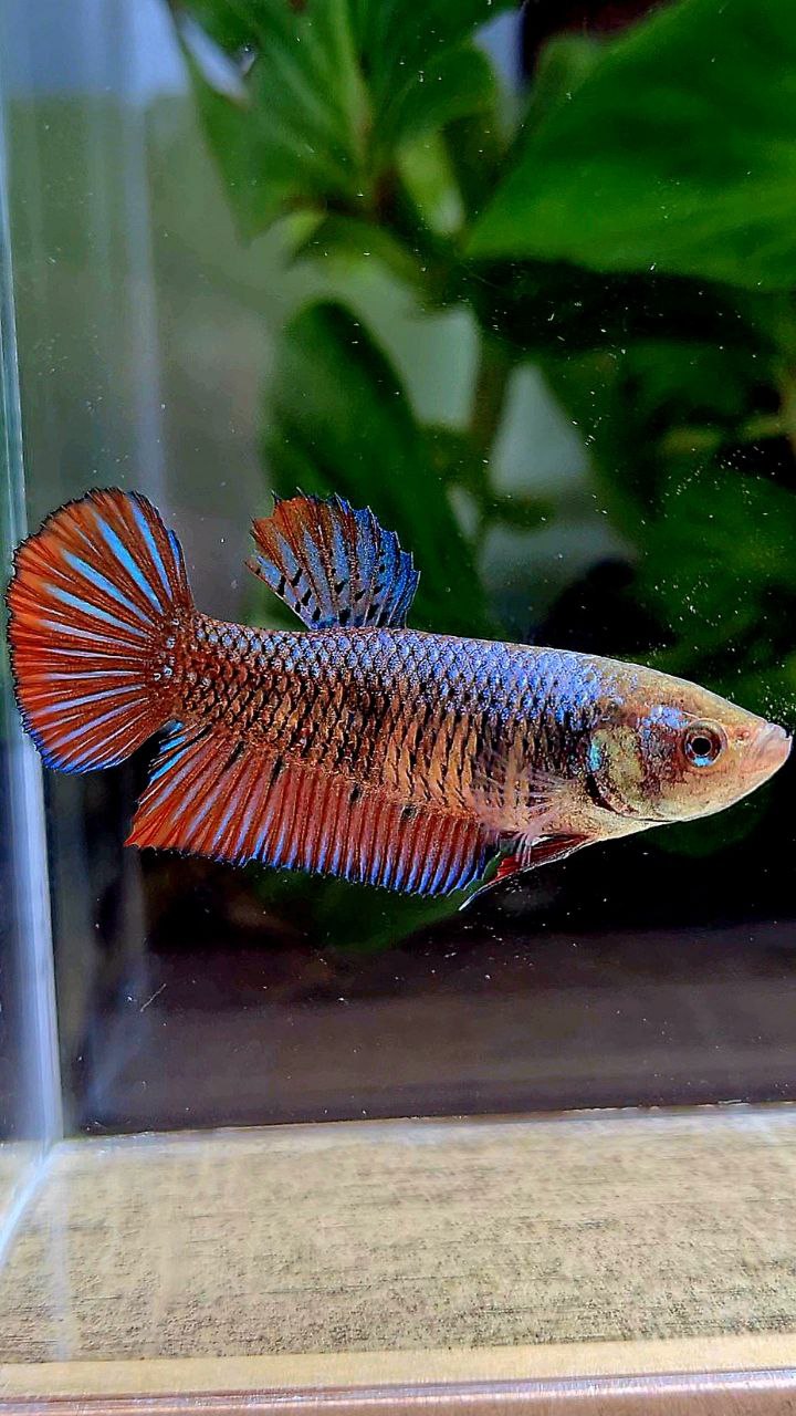 FEMALE PLAKAT SMARAGDINA HYBRID WILD BETTA FISH