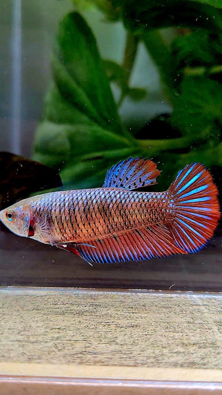 FEMALE PLAKAT SMARAGDINA HYBRID WILD BETTA FISH