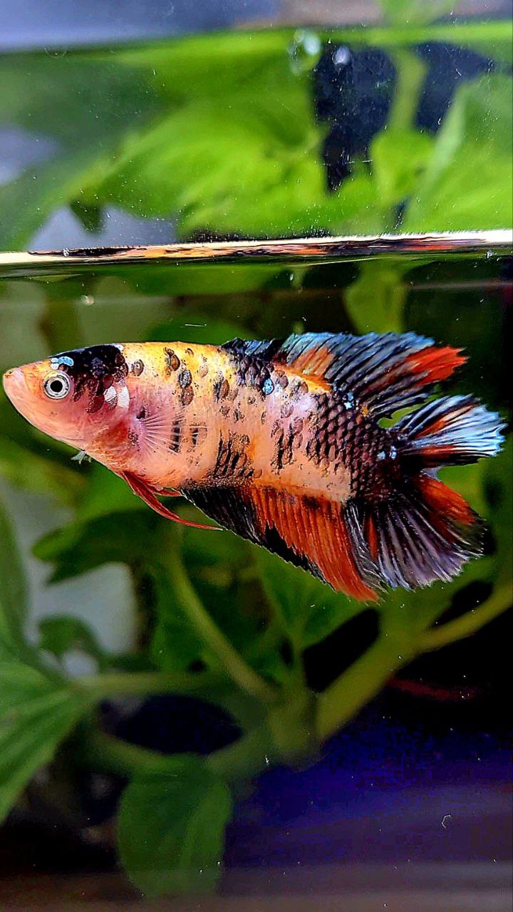FEMALE VEILTAIL DOUBLE TAIL ORANGE KOI COPPER MULTICOLOR BETTA FISH