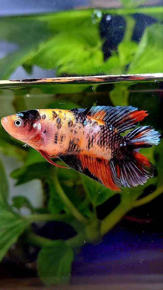 FEMALE VEILTAIL DOUBLE TAIL ORANGE KOI COPPER MULTICOLOR BETTA FISH