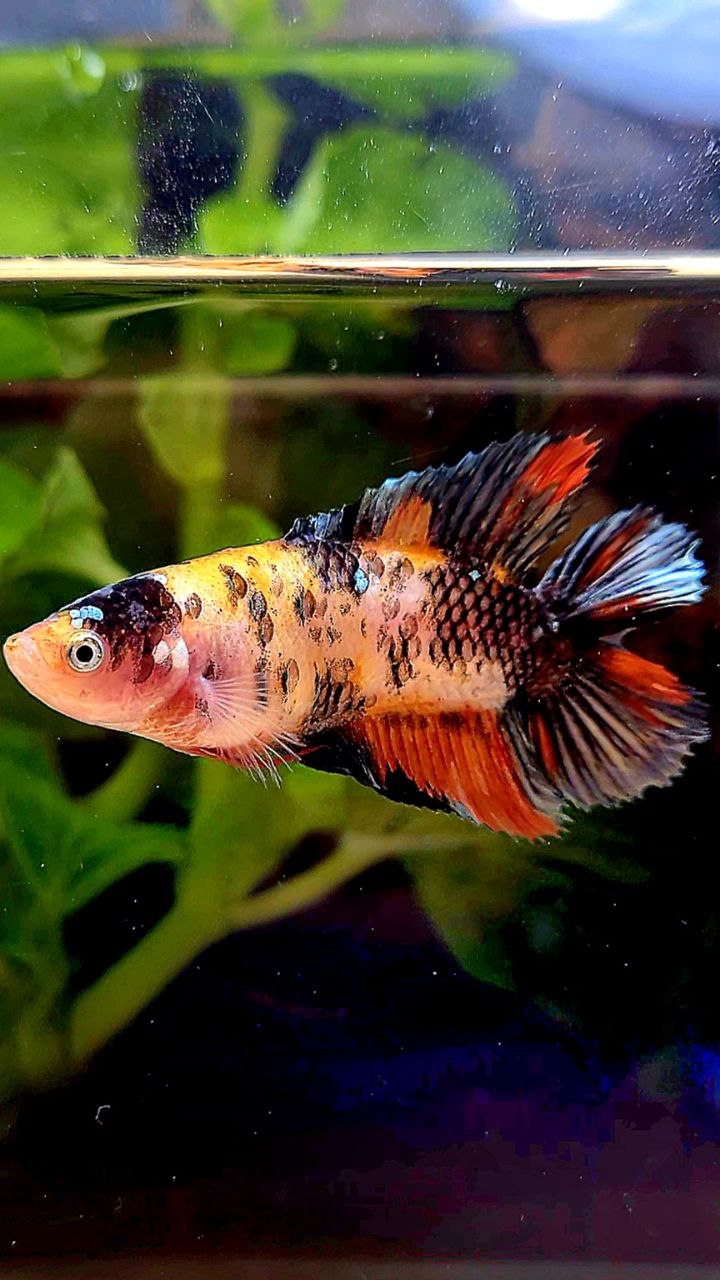 FEMALE VEILTAIL DOUBLE TAIL ORANGE KOI COPPER MULTICOLOR BETTA FISH