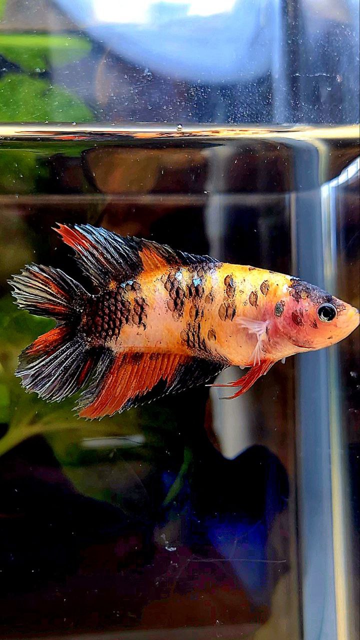 FEMALE VEILTAIL DOUBLE TAIL ORANGE KOI COPPER MULTICOLOR BETTA FISH
