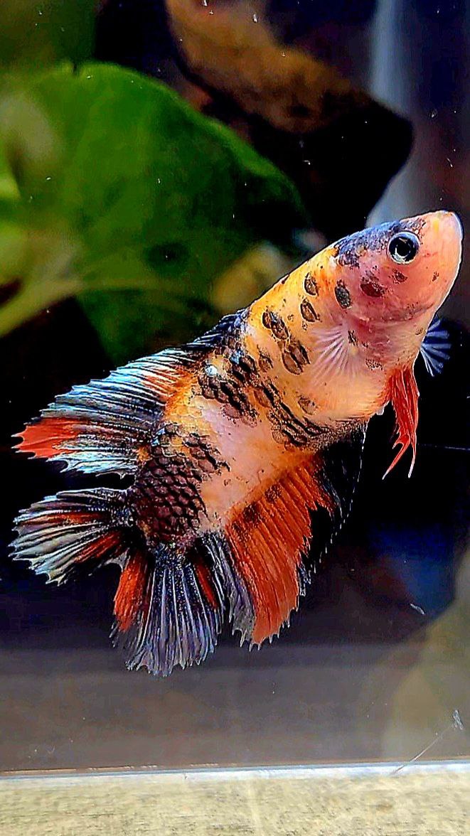 FEMALE VEILTAIL DOUBLE TAIL ORANGE KOI COPPER MULTICOLOR BETTA FISH