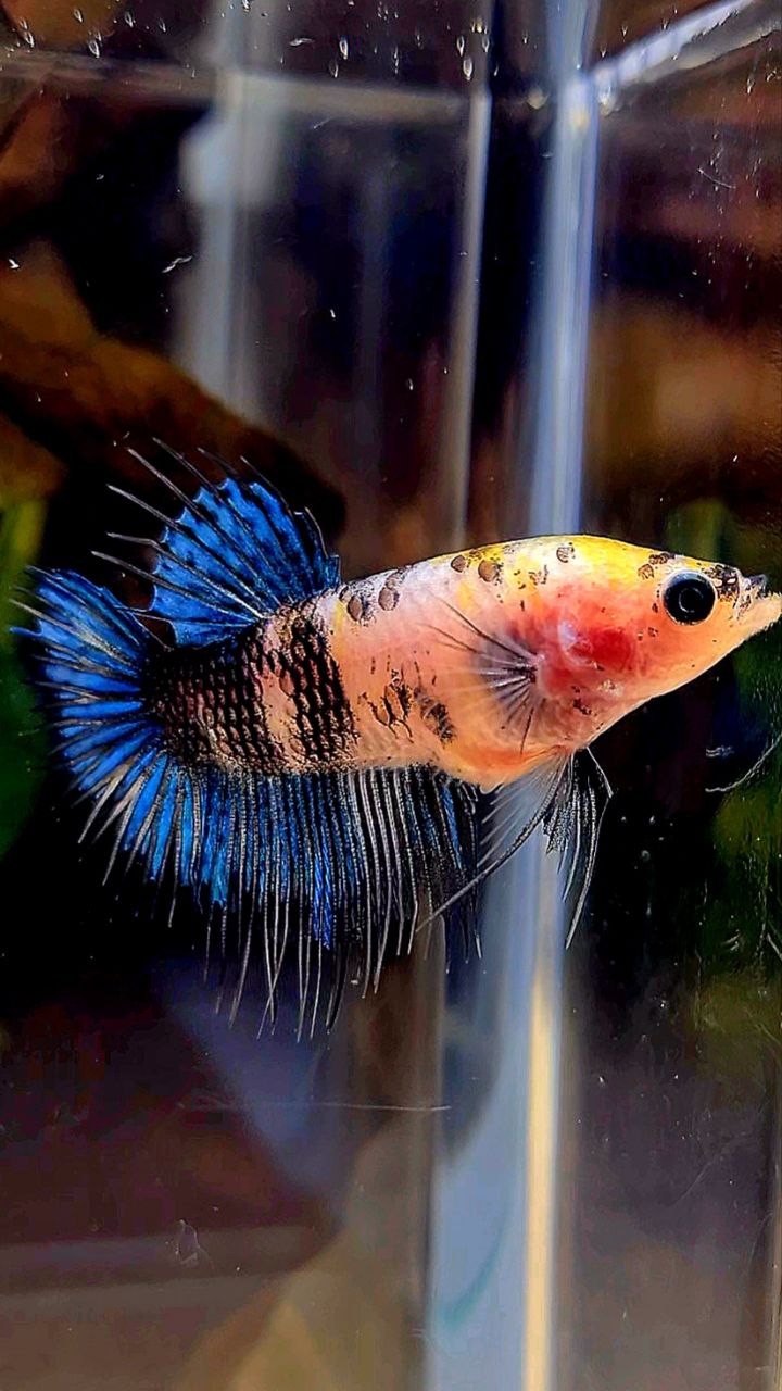 FEMALE CROWNTAIL KOI FANCY BETTA FISH