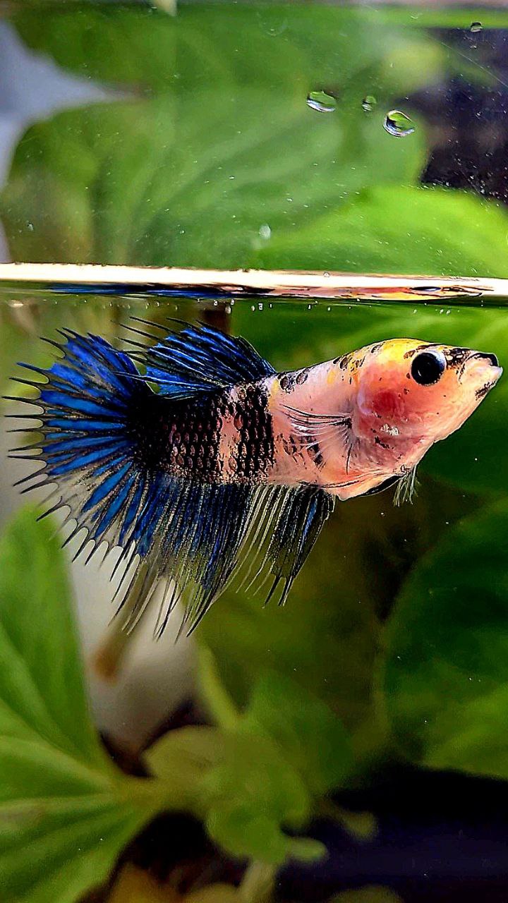 FEMALE CROWNTAIL KOI FANCY BETTA FISH