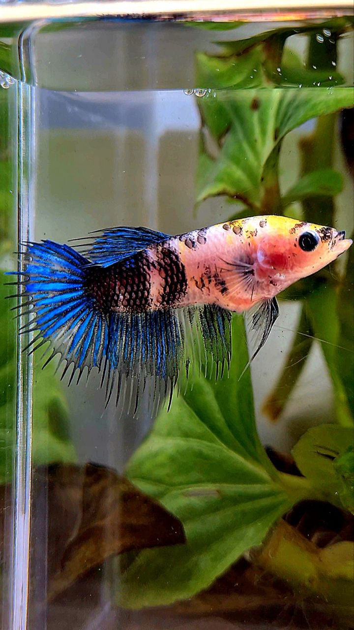 FEMALE CROWNTAIL KOI FANCY BETTA FISH