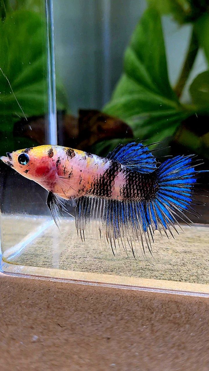 FEMALE CROWNTAIL KOI FANCY BETTA FISH