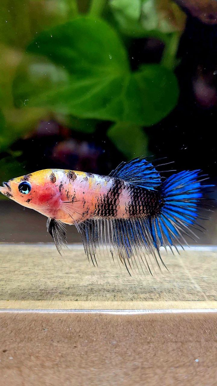 FEMALE CROWNTAIL KOI FANCY BETTA FISH