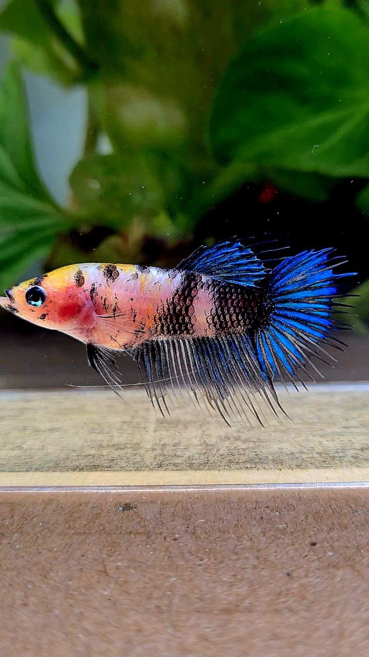 FEMALE CROWNTAIL KOI FANCY BETTA FISH