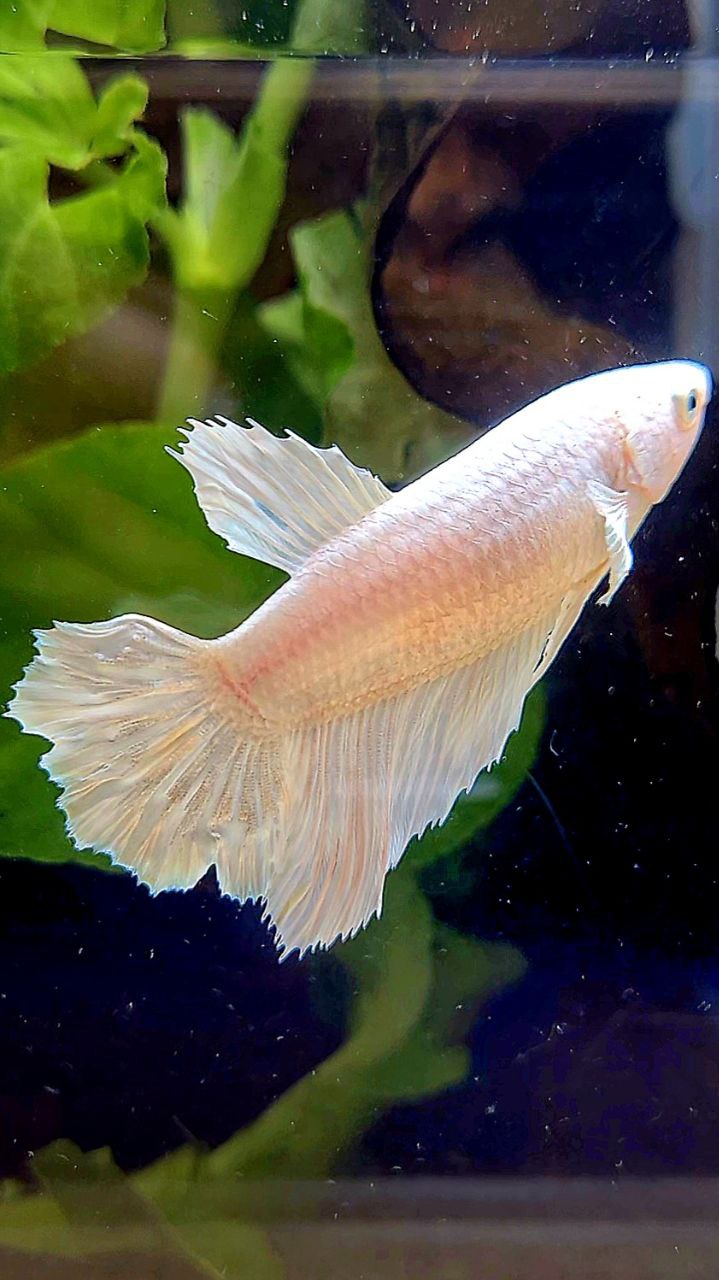 FEMALE HALFMOON WHITE PLATINUM BETTA FISH
