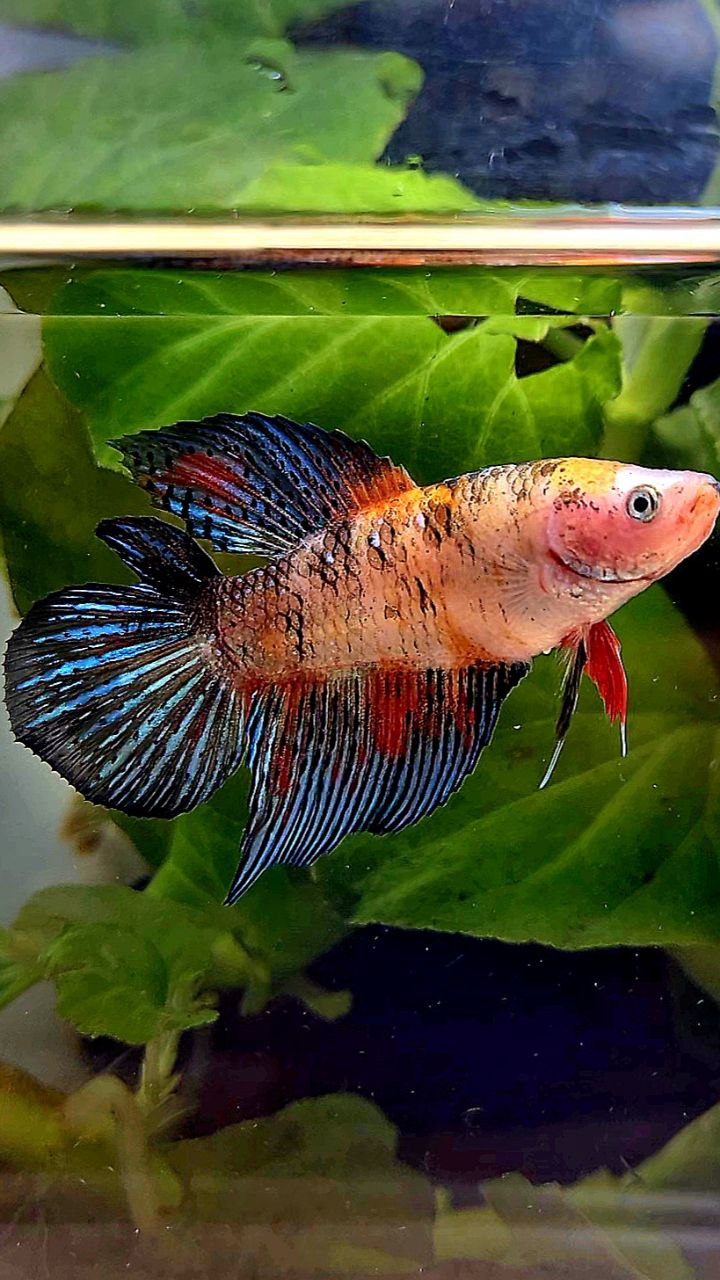FEMALE VEILTAIL DOUBLE TAIL KOI MULTICOLOR BETTA FISH