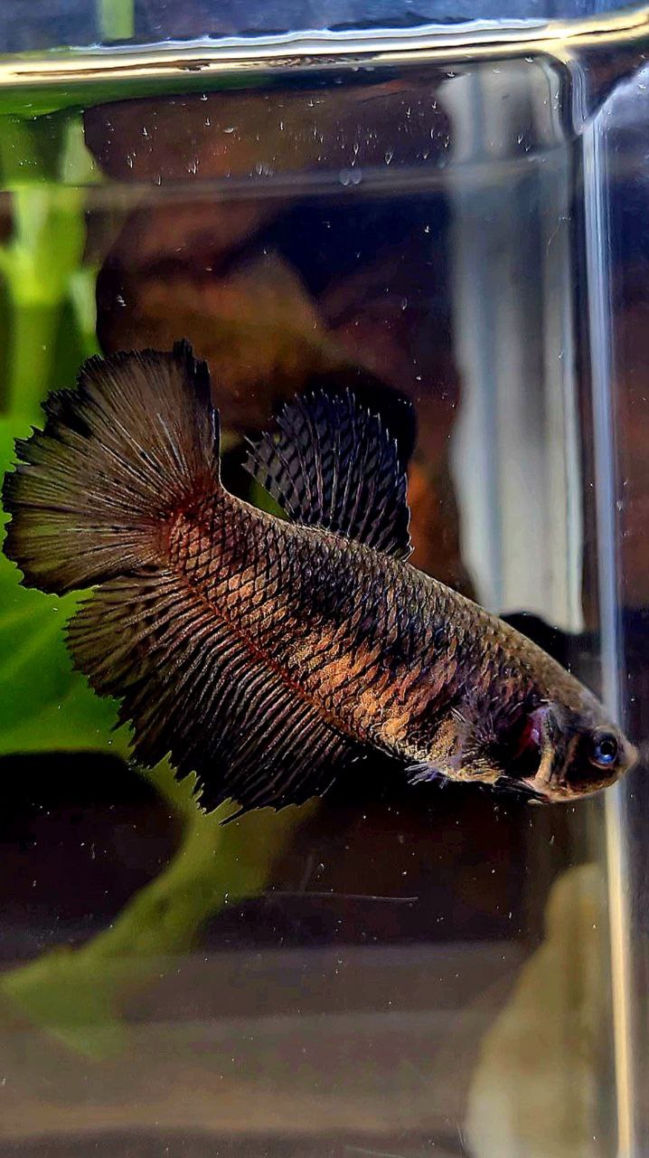 FEMALE HALFMOON BLACK BETTA FISH