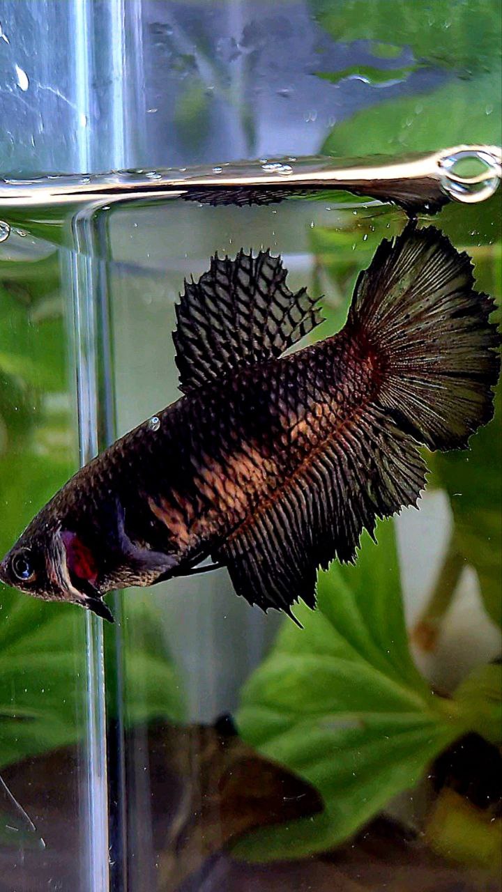 FEMALE HALFMOON BLACK BETTA FISH