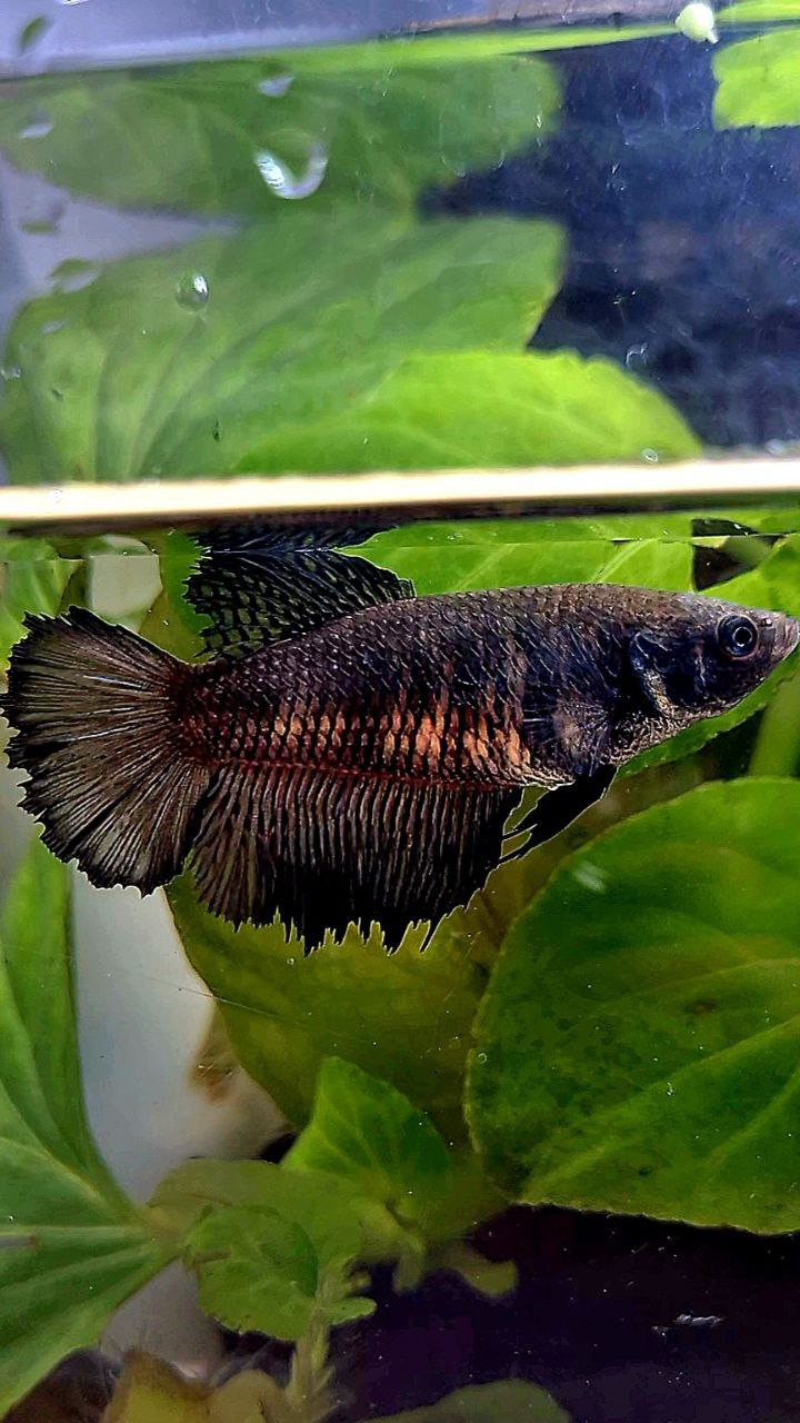 FEMALE HALFMOON BLACK BETTA FISH