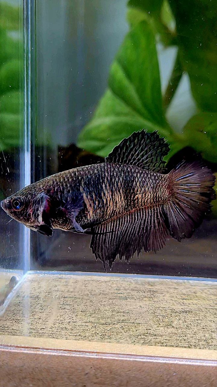 FEMALE HALFMOON BLACK BETTA FISH