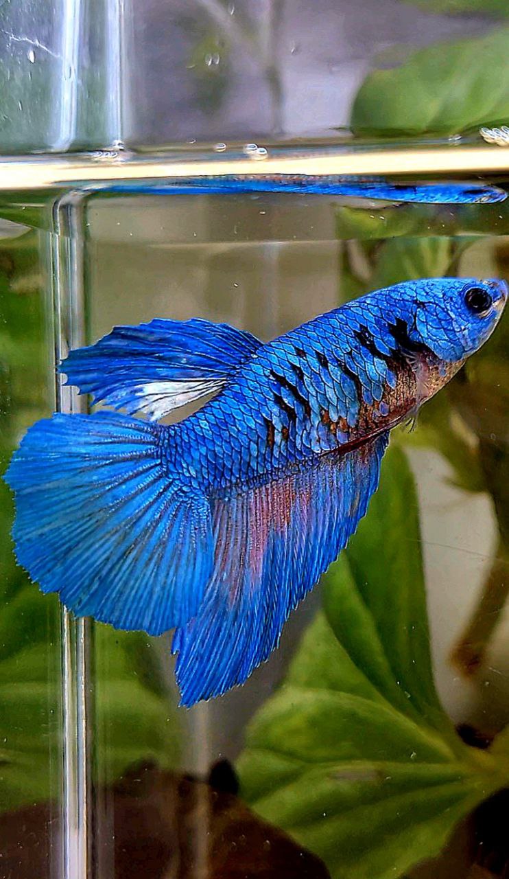 FEMALE HALFMOON BLUE AVATAR BETTA FISH