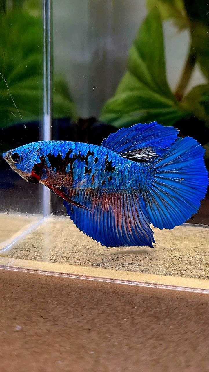 FEMALE HALFMOON BLUE AVATAR BETTA FISH