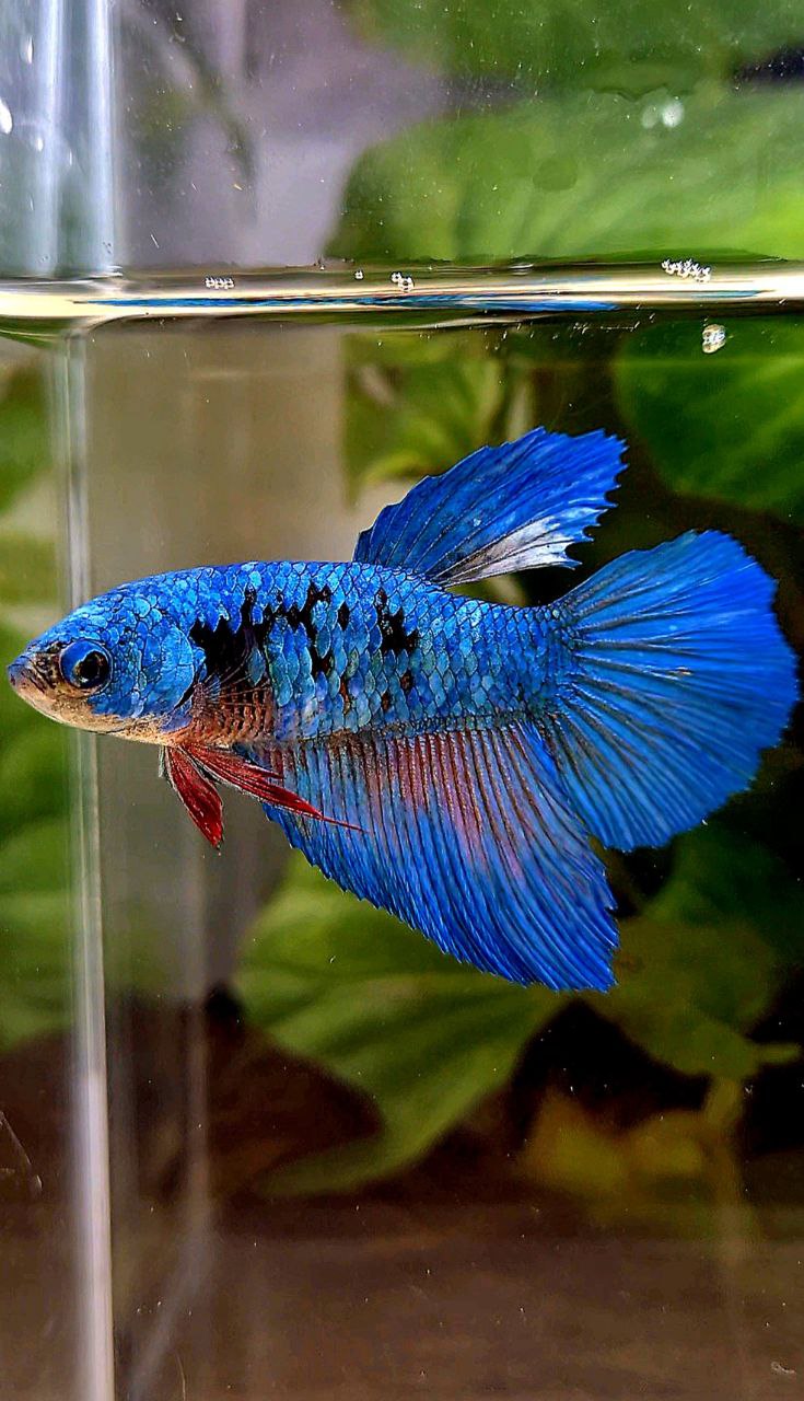 FEMALE HALFMOON BLUE AVATAR BETTA FISH