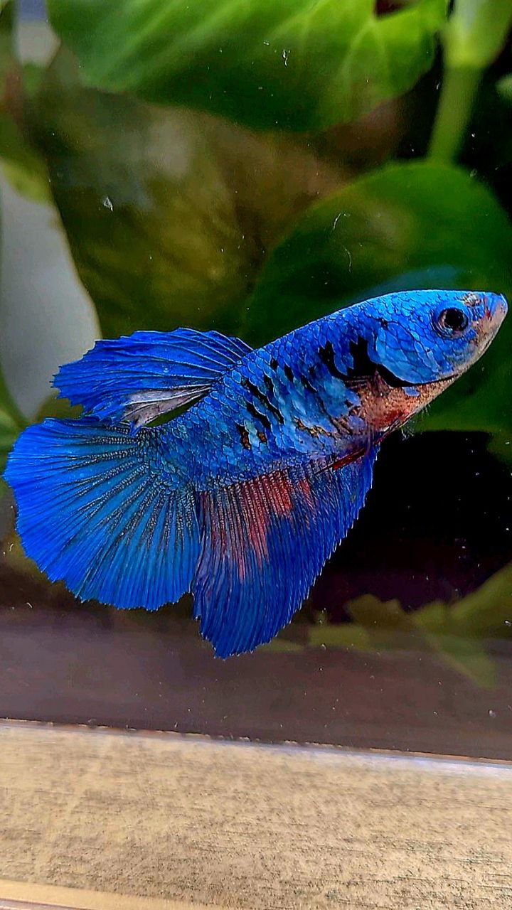 FEMALE HALFMOON BLUE AVATAR BETTA FISH