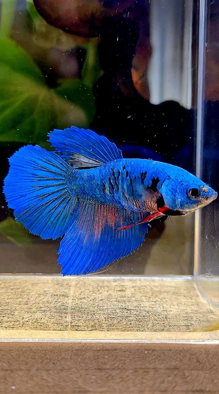 FEMALE HALFMOON BLUE AVATAR BETTA FISH