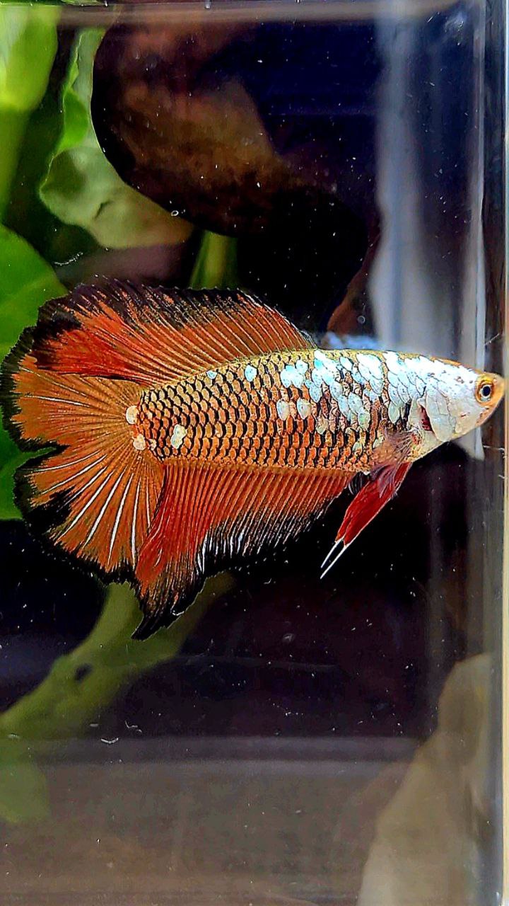 LUXURY FEMALE HALFMOON DOUBLE TAIL RED SAMURAI SNOW MASKING BETTA FISH