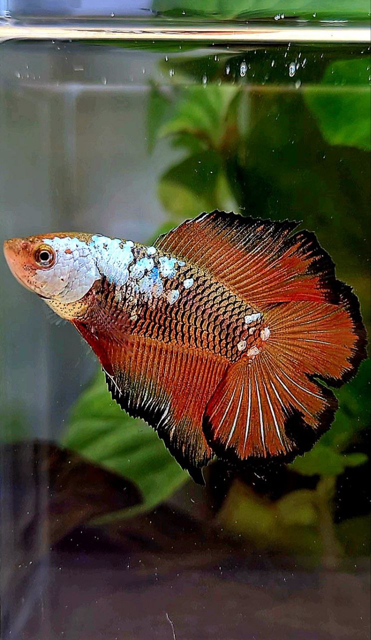LUXURY FEMALE HALFMOON DOUBLE TAIL RED SAMURAI SNOW MASKING BETTA FISH