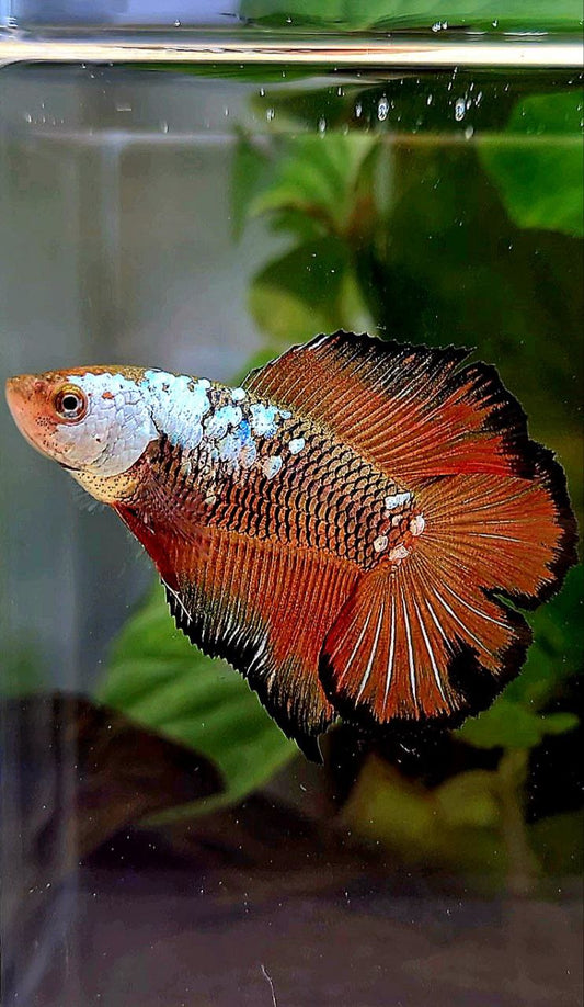 3 FISH FEMALE HALFMOON DOUBLE TAIL RED SAMURAI SNOW MASKING, FEMALE HALFMOON DUMBO EAR GOLD, FEMALE HALFMOON DOUBLE TAIL MASCOT BETTA FISH