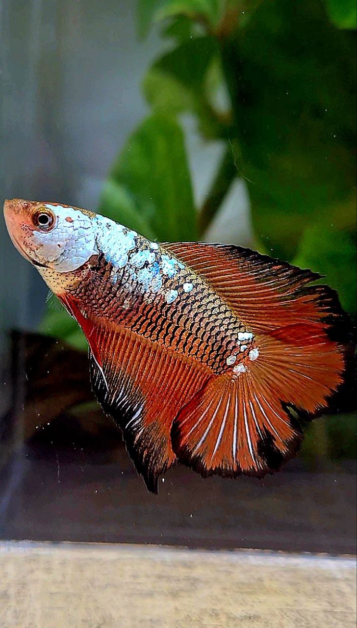 LUXURY FEMALE HALFMOON DOUBLE TAIL RED SAMURAI SNOW MASKING BETTA FISH