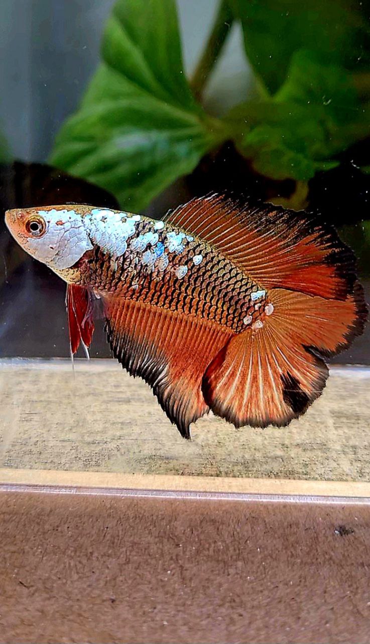 LUXURY FEMALE HALFMOON DOUBLE TAIL RED SAMURAI SNOW MASKING BETTA FISH