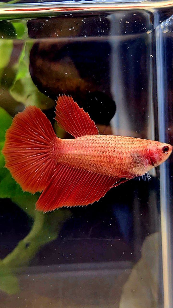 FEMALE HALFMOON SUPER RED BETTA FISH