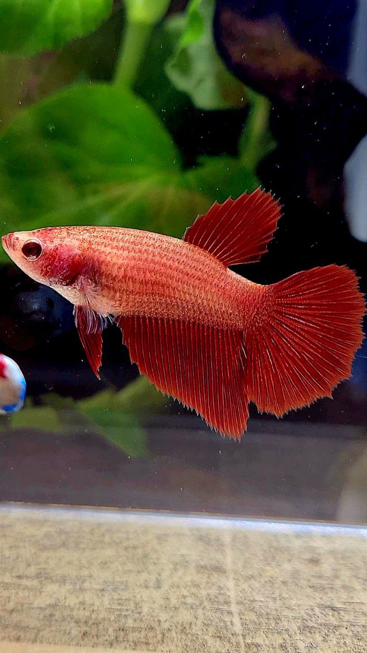 FEMALE HALFMOON SUPER RED BETTA FISH