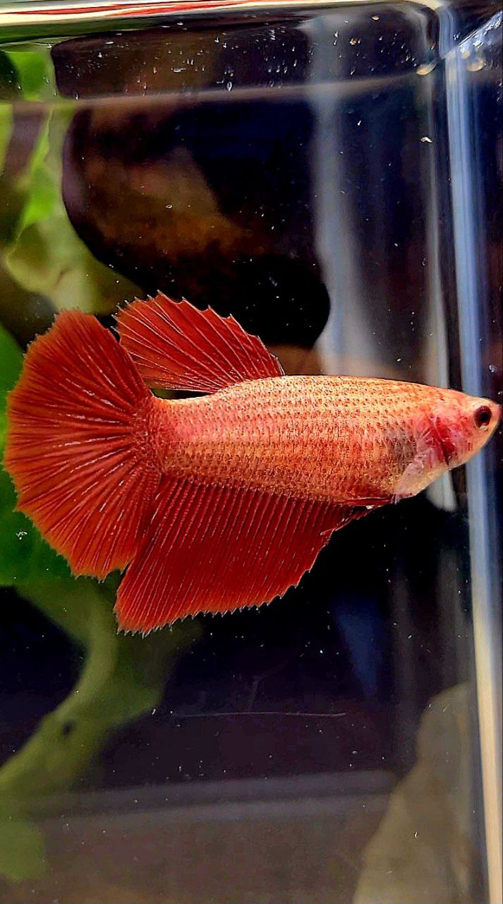 FEMALE HALFMOON SUPER RED BETTA FISH
