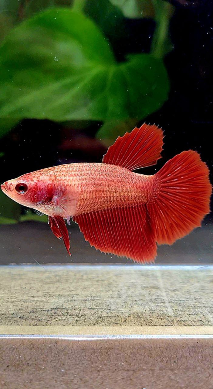 FEMALE HALFMOON SUPER RED BETTA FISH