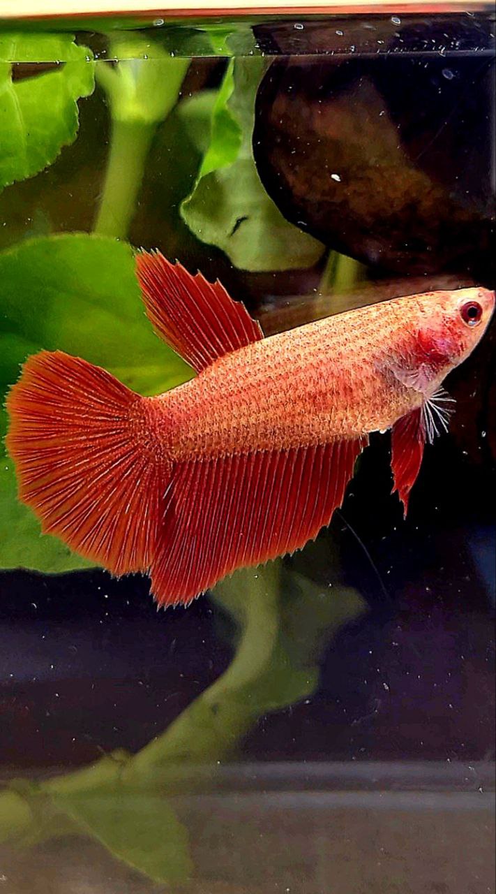 FEMALE HALFMOON SUPER RED BETTA FISH