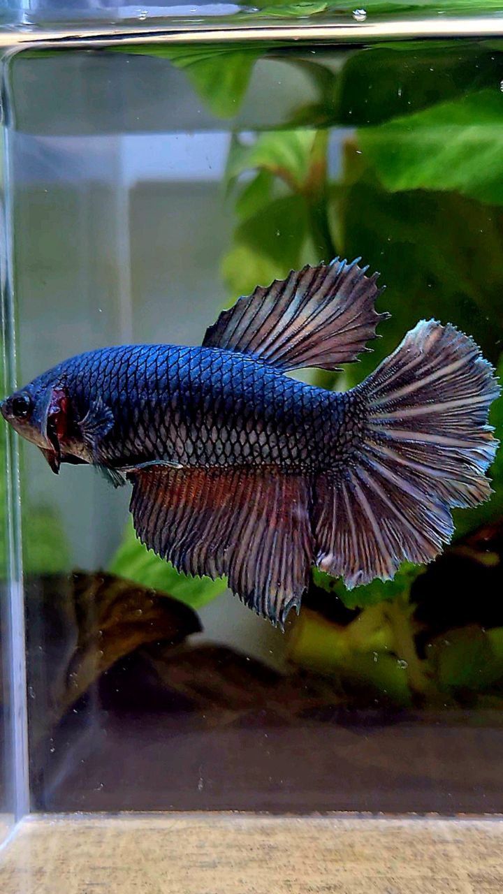 FEMALE HALFMOON COPPER ARMY BETTA FISH