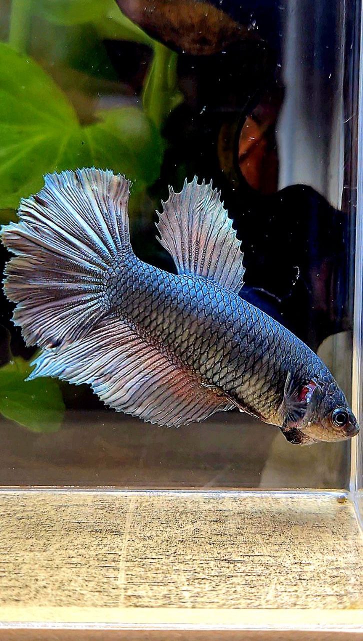 FEMALE HALFMOON COPPER ARMY BETTA FISH