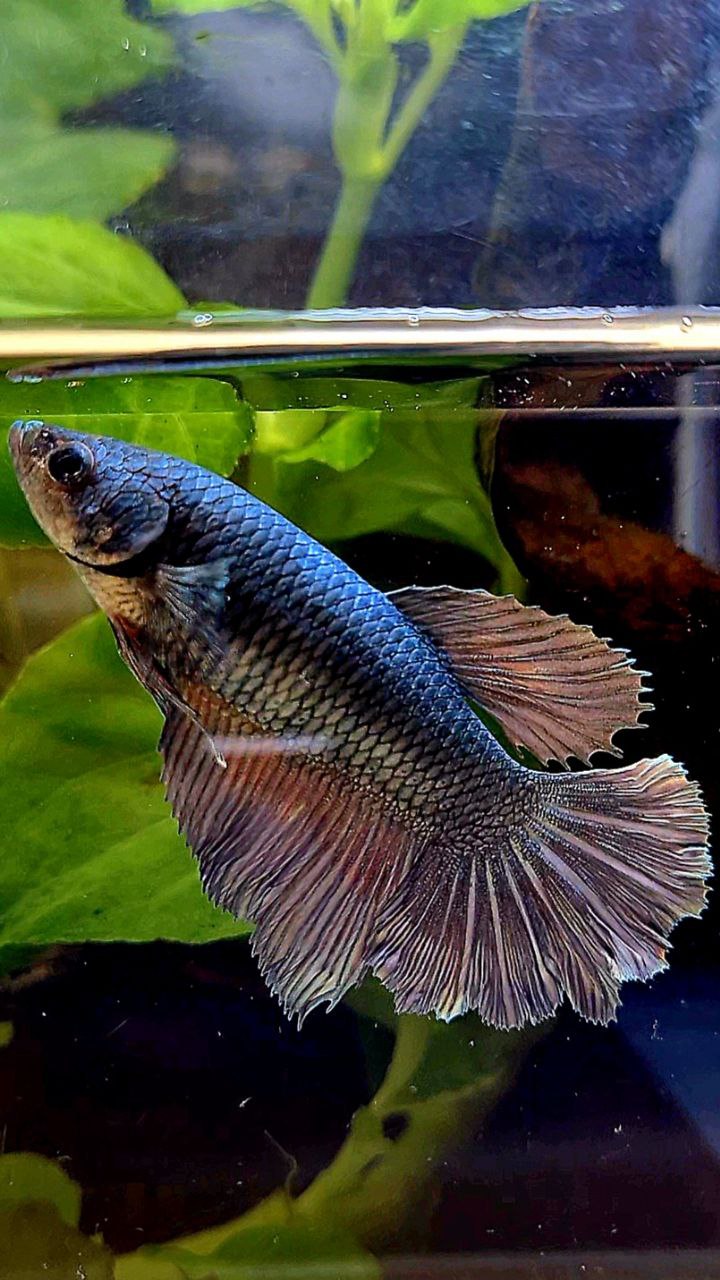 FEMALE HALFMOON COPPER ARMY BETTA FISH