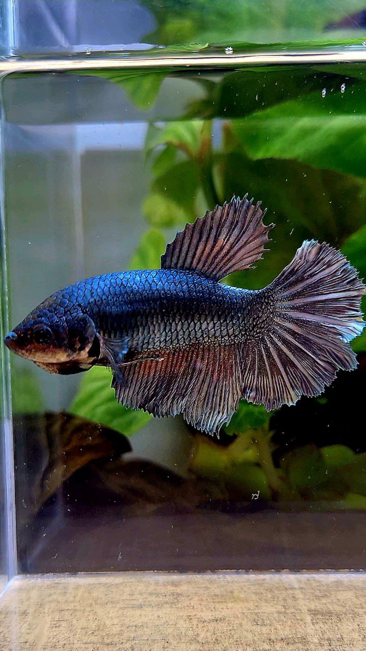 FEMALE HALFMOON COPPER ARMY BETTA FISH